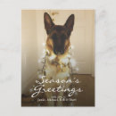 Search for german shepherd photography Portrait