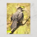 Search for gray yellow postcards Wildlife
