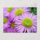 Search for aster postcards Garden