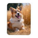 Search for dog baby Pet