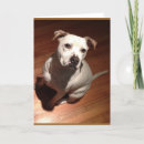 Search for pit bull cards Staffie