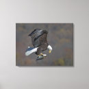 Search for bald eagles canvas prints Nature