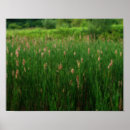 Search for fluffy art Nature