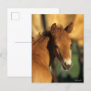 Search for bobbed postcards Horse