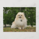 Search for spitz dog postcards Sitting
