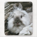 Search for lionhead rabbit Bunny