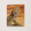 Search for bearded dragon puzzles Wildlife
