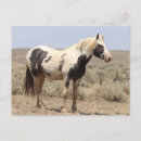 Search for filly postcards Outdoor wildlife photography