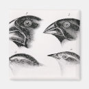 Search for darwin evolution magnets School