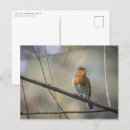 Search for erithacus postcards Wildlife