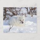Search for canadian winter postcards Animal