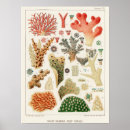 Search for coral reef posters Corals