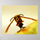 Search for stinger posters Insects