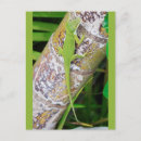 Search for green lizard postcards Reptile