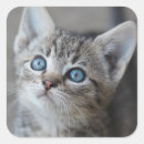 Search for animal images stickers Colour image