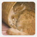 Search for domesticated stickers Feline