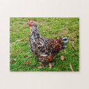 Search for bantam games Poultry