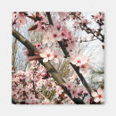 Search for spring blossoms magnets Photography