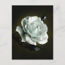 Search for rose background postcards Black