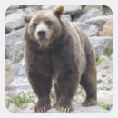 Search for bear photo stickers Nature