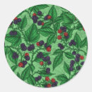 Search for blackberries stickers Raspberry