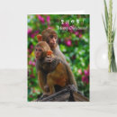 Search for macaques cards Monkeys