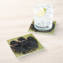 Search for chimpanzees coasters Monkey
