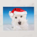 Search for westie dog christmas cards Cute dogs