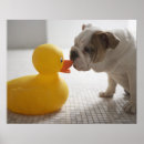 Search for plastic posters Horizontal