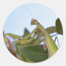 Search for praying mantis stickers Wildlife