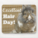 Search for rabbit electronics Funny