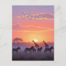 Search for botswana travel postcards National park