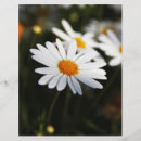 Search for daisy flyers Garden