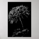 Search for chrysanthemums posters Garden