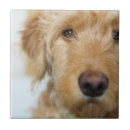 Search for closeup tiles Puppy