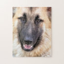 Search for alsatian puzzles Dogs