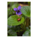 Search for ladybug posters Beetle