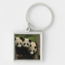 Search for panda bear square key rings Asia
