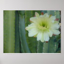 Search for fringe posters Flower