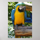 Search for gold macaw posters Pet