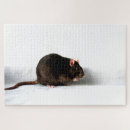 Search for rat puzzles Pet