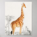 Search for giraffe drawings posters Nature