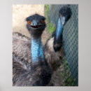 Search for emu posters Wildlife