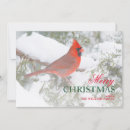 Search for juniper cards Bird