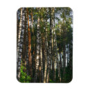 Search for birch tree magnets Forest