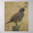 Search for quail posters Wildlife