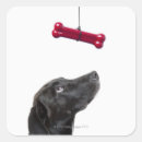 Search for mixed breed dog stickers Black