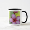 Search for south pacific mugs Scenic