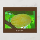 Search for cacao postcards Beans