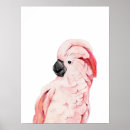 Search for cockatoo posters Parrot